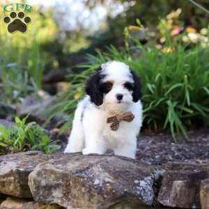 Brady, Cavapoo Puppy